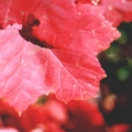 redleaf 